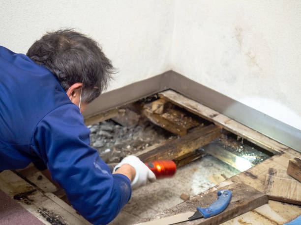 Mold Removal and Inspection in Jones Valley, CA
