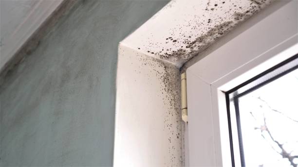 Mold Testing and Removal in Jones Valley, CA