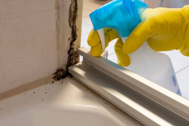 Best Mold Remediation  in Jones Valley, CA