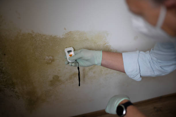 Best Mold Testing and Removal  in Jones Valley, CA