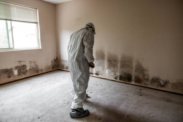Best Fast Mold Removal  in Jones Valley, CA