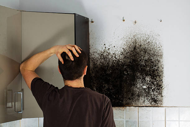 Best Same-Day Mold Removal  in Jones Valley, CA