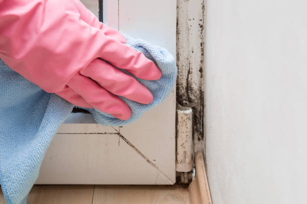 Best Fast Mold Removal  in Jones Valley, CA